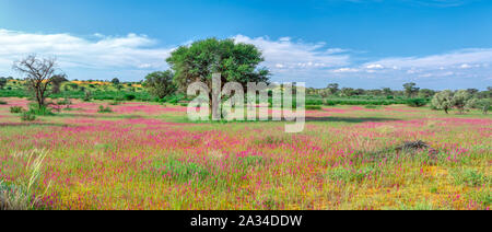 Floraison Violet désert du Kalahari Après la saison des pluies, l'Afrique du désert Banque D'Images