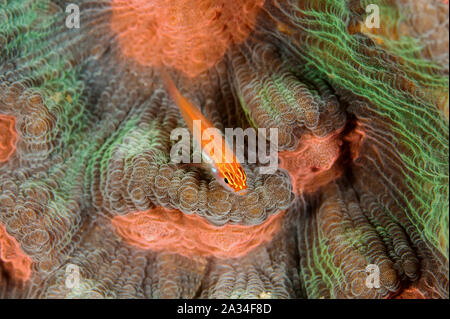 Dwarfgoby atriventris néon, Eviota, sur un disque de corail, Mycedium, Sulawesi Indonésie elephantotus. Banque D'Images