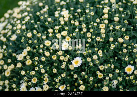 Motif de chrysanthèmes en fleurs parc. Grappe de fleurs de chrysanthème jaune. Belle chrysanthème comme image d'arrière-plan. Fond d'chrysanthème Banque D'Images
