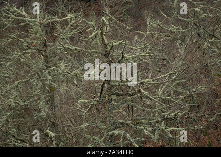 Asturias, Espagne - 19 mars 2019 : les arbres couverts de lichen Banque D'Images
