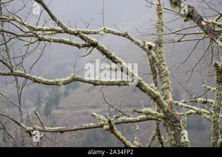Asturias, Espagne - 19 mars 2019 : les arbres couverts de lichen Banque D'Images