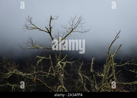 Asturias, Espagne - 19 mars 2019 : les arbres couverts de lichen dans le brouillard Banque D'Images