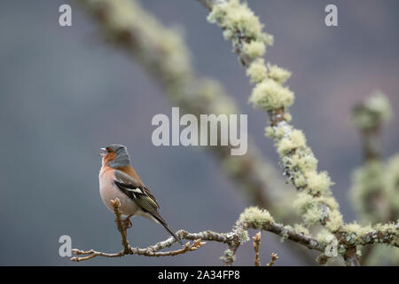 Asturias, Espagne - 19 mars 2019 : Chaffinch sur une branche Banque D'Images