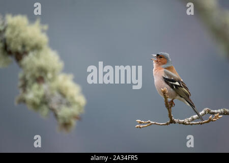 Asturias, Espagne - 19 mars 2019 : Chaffinch sur une branche Banque D'Images
