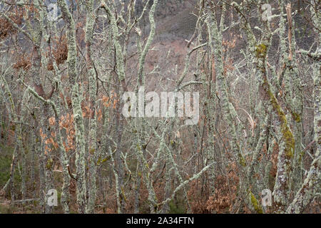 Asturias, Espagne - 19 mars 2019 : les arbres couverts de lichen Banque D'Images