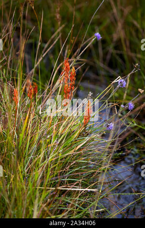 (Narthecium ossifragum Bog Asphodel) et Devil's bits Scaboius (Succisa pratensis) sur l'île de Mull, Hébrides intérieures, Ecosse, Royaume-Uni Banque D'Images