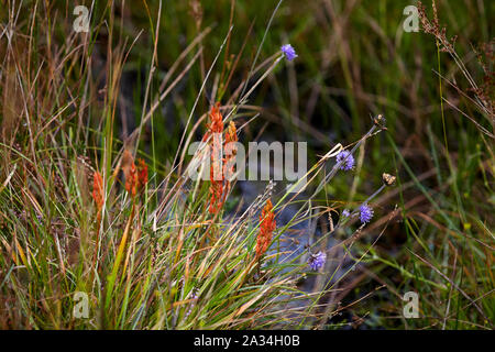 (Narthecium ossifragum Bog Asphodel) et Devil's bits Scaboius (Succisa pratensis) sur l'île de Mull, Hébrides intérieures, Ecosse, Royaume-Uni Banque D'Images