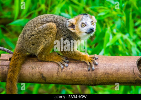 Lémurien couronné en gros plan, Cute monkey, espèce de primates en voie de disparition à Madagascar Banque D'Images