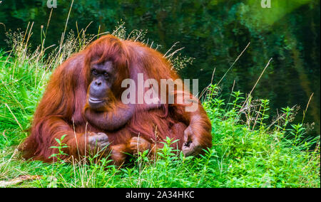 Belle closeup portrait of a nord-ouest de l'orang-outan, espèce de primates en danger critique de Bornéo Banque D'Images