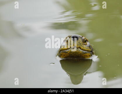 Au cours de la tête de tortue de l'eau Banque D'Images