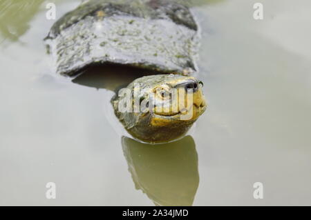 Au cours de la tête de tortue de l'eau Banque D'Images