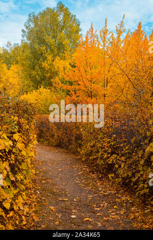 Paysage d'automne. Le chemin dans le Parc est jonché de feuilles mortes. Châssis vertical Banque D'Images