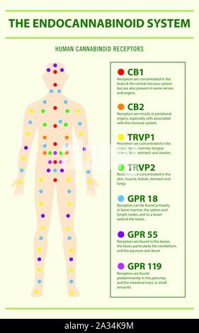 Système endocannabinoïde et les récepteurs humains illustration infographique verticale sur le cannabis phytothérapie, santé et sciences médicales vecteur. Illustration de Vecteur