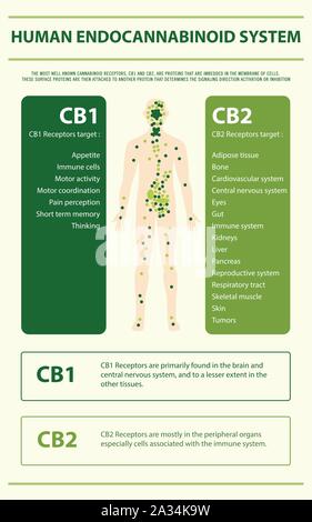 Système Endocannabinoïde humain illustration infographique verticale sur le cannabis comme produits de la médecine alternative, de la santé et des sciences médicales. Illustration de Vecteur