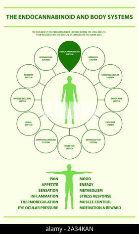 Les systèmes de l'organisme et d'endocannabinoïdes illustration infographique verticale sur le cannabis phytothérapie, santé et sciences médicales vecteur. Illustration de Vecteur