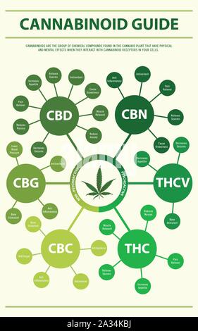 Guide de cannabinoïdes illustration infographique verticale sur le cannabis comme produits de la médecine alternative, de la santé et des sciences médicales. Illustration de Vecteur