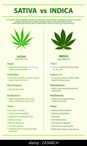 Sativa Indica illustration infographie vs vertical sur le cannabis comme produits de la médecine alternative, de la santé et des sciences médicales. Illustration de Vecteur