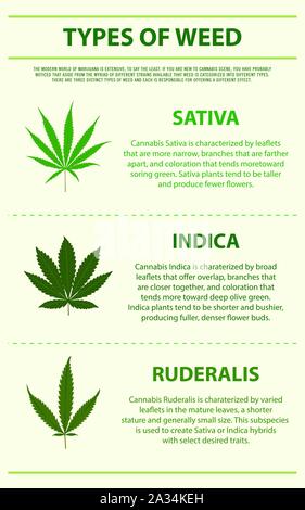 Types d'illustration infographique verticale de mauvaises herbes sur le cannabis comme produits de la médecine alternative, de la santé et des sciences médicales. Illustration de Vecteur