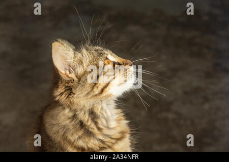 Portrait d'un jeune chat à longs poils de couleur marron et gris foncé sur fond flou. L'émotion de surprise et l'irritation. copy space Banque D'Images