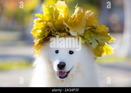 Une guirlande de feuilles d'automne sur la tête d'un grand sabaki blanc husky. Banque D'Images