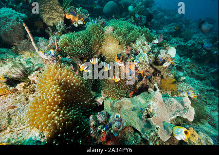 Anemonefishes Amphiprion clarkii Clark, pour la lampe, anémone, Entacmae tentacule quadricolor, Sulawesi en Indonésie. Banque D'Images