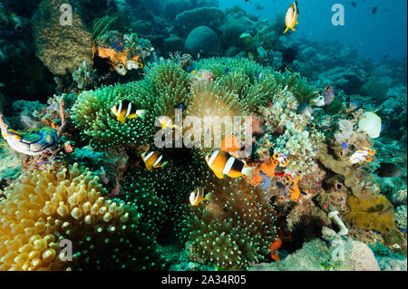 Anemonefishes Amphiprion clarkii Clark, pour la lampe, anémone, Entacmae tentacule quadricolor, Sulawesi en Indonésie. Banque D'Images