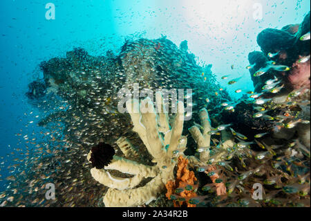 Reef scenic avec poissons de verre, Parapriacanthus ransonneti, Sulawesi en Indonésie. Banque D'Images