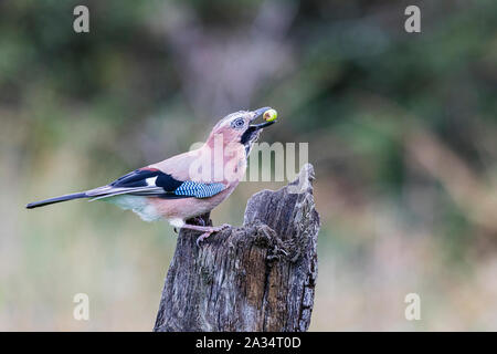 Aberystwyth, Pays de Galles, Royaume-Uni, le 05 octobre 2019. Un jay (Garrulus glandarius) a trouvé quelques glands dans une souche d'arbre. Les glands sont venus dans les arbres en grand nombre avec la queue du verglas Lorenzo donnant l'jays une abondance d'aliments d'automne. Credit : Phil Jones/Alamy Live News Banque D'Images