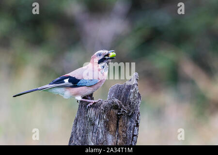 Aberystwyth, Pays de Galles, Royaume-Uni, le 05 octobre 2019. Un jay (Garrulus glandarius) a trouvé quelques glands dans une souche d'arbre. Les glands sont venus dans les arbres en grand nombre avec la queue du verglas Lorenzo donnant l'jays une abondance d'aliments d'automne. Credit : Phil Jones/Alamy Live News Banque D'Images