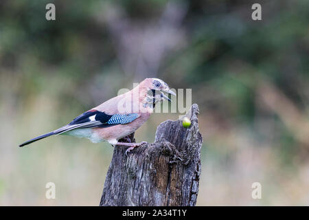 Aberystwyth, Pays de Galles, Royaume-Uni, le 05 octobre 2019. Un jay (Garrulus glandarius) a trouvé quelques glands dans une souche d'arbre. Les glands sont venus dans les arbres en grand nombre avec la queue du verglas Lorenzo donnant l'jays une abondance d'aliments d'automne. Credit : Phil Jones/Alamy Live News Banque D'Images