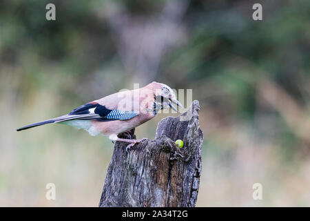 Aberystwyth, Pays de Galles, Royaume-Uni, le 05 octobre 2019. Un jay (Garrulus glandarius) a trouvé quelques glands dans une souche d'arbre. Les glands sont venus dans les arbres en grand nombre avec la queue du verglas Lorenzo donnant l'jays une abondance d'aliments d'automne. Credit : Phil Jones/Alamy Live News Banque D'Images