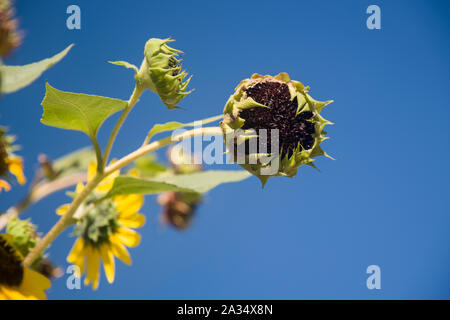Ripenning graines de tournesol sur la branche fullsun Banque D'Images