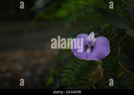 Centrosema virginianum, une fleur exotique généralement sur le terrain ouvert. Peut être confondu avec Clitoria. Yogyakarta, Indonésie Banque D'Images