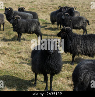 Troupeau de moutons noirs dans les champs. Banque D'Images