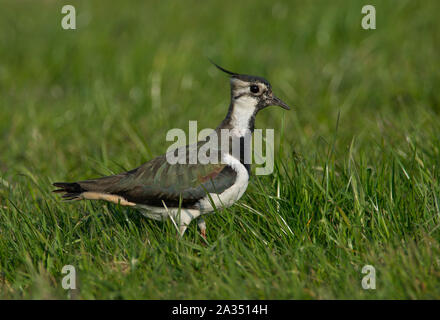 Du Nord femme sociable (Vanellus vanellus) en plumage nuptial complet sur sa reproduction dans les collines des Pennines du Peak District Banque D'Images