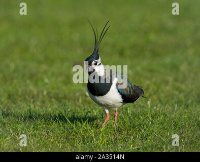 Le Nord de l'homme sociable (Vanellus vanellus) en plumage nuptial complet avec une grande crête sur sa reproduction dans les collines des Pennines du Peak District. Banque D'Images