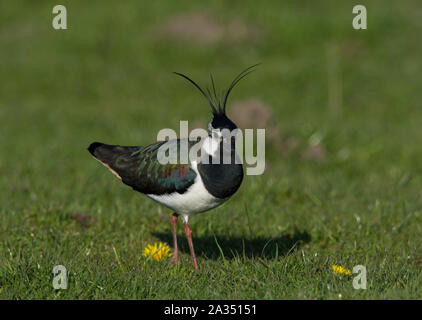 Le Nord de l'homme sociable (Vanellus vanellus) en plumage nuptial complet avec une grande crête sur sa reproduction dans les collines des Pennines du Peak District. Banque D'Images