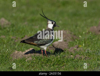 Le Nord de l'homme sociable (Vanellus vanellus) en plumage nuptial complet avec une grande crête sur sa reproduction dans les collines des Pennines du Peak District. Banque D'Images