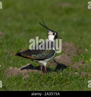 Le Nord de l'homme sociable (Vanellus vanellus) en plumage nuptial complet avec une grande crête sur sa reproduction dans les collines des Pennines du Peak District. Banque D'Images