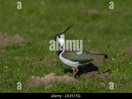 Le Nord de l'homme sociable (Vanellus vanellus) en plumage nuptial complet avec une grande crête sur sa reproduction dans les collines des Pennines du Peak District. Banque D'Images