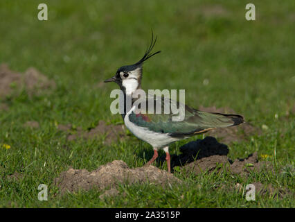 Le Nord de l'homme sociable (Vanellus vanellus) en plumage nuptial complet avec une grande crête sur sa reproduction dans les collines des Pennines du Peak District. Banque D'Images