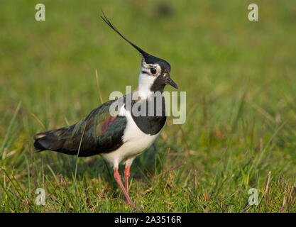 Le Nord de l'homme sociable (Vanellus vanellus) en plumage nuptial complet avec une grande crête sur sa reproduction dans les collines des Pennines du Peak District. Banque D'Images