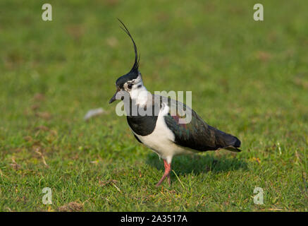 Le Nord de l'homme sociable (Vanellus vanellus) en plumage nuptial complet avec une grande crête sur sa reproduction dans les collines des Pennines du Peak District. Banque D'Images