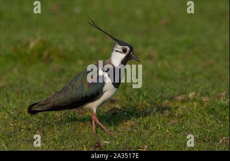 Le Nord de l'homme sociable (Vanellus vanellus) en plumage nuptial complet avec une grande crête sur sa reproduction dans les collines des Pennines du Peak District. Banque D'Images