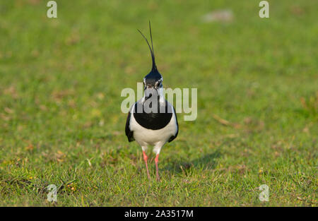 Le Nord de l'homme sociable (Vanellus vanellus) en plumage nuptial complet avec une grande crête sur sa reproduction dans les collines des Pennines du Peak District. Banque D'Images