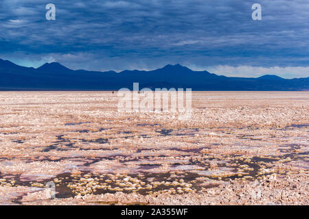 La laguna de Chaxa Lac Chaxa, Salar de Atacama, Désert d'Atacama, San Pedro de Atacama, Región de Antofagasta, Chili, Amérique Latine Banque D'Images