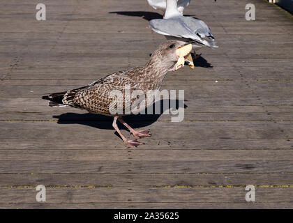 Goéland argenté juvénile agressive qui envahit le cornet de crème glacée il a volé sur la jetée en bord de mer en bois au pays de Galles Banque D'Images