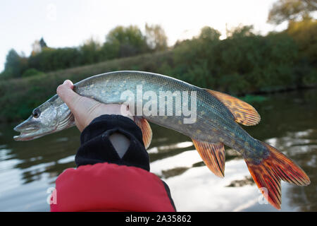 Le grand brochet dans la main du pêcheur, pov Banque D'Images