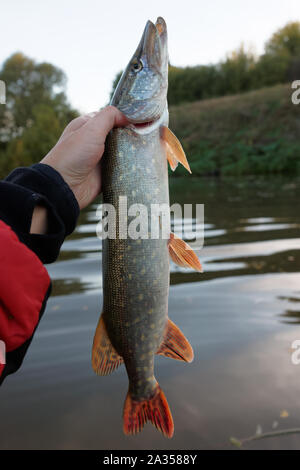 Le grand brochet dans la main du pêcheur, pov Banque D'Images