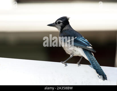 Libre de juvéniles de songbird, le Geai bleu (Cyanocitta cristata) perché sur un mur au Québec,Canada Banque D'Images
